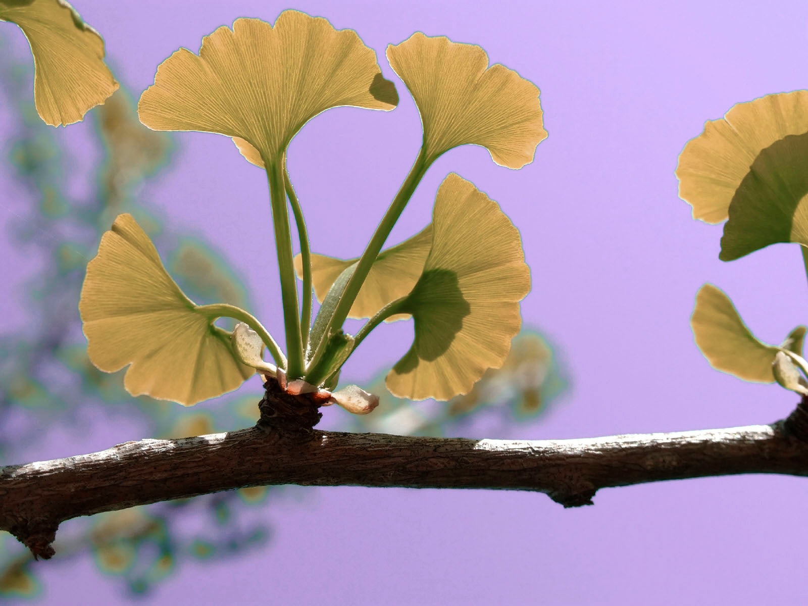 Ginkgo
